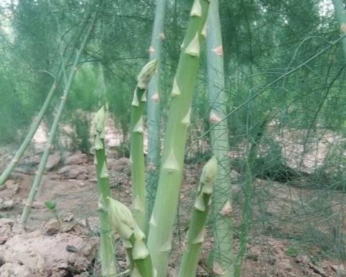 芦笋几月份种植最合适？如何确保高产？