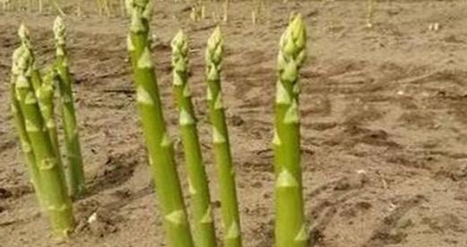 芦笋的最佳种植时间是什么时候？如何确保种植成功？