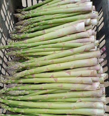 芦笋的最佳种植时间是什么时候？如何确保种植成功？