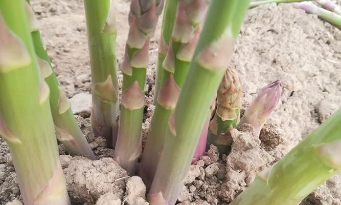 芦笋盆栽种植方法是什么？盆栽芦笋需要注意哪些问题？
