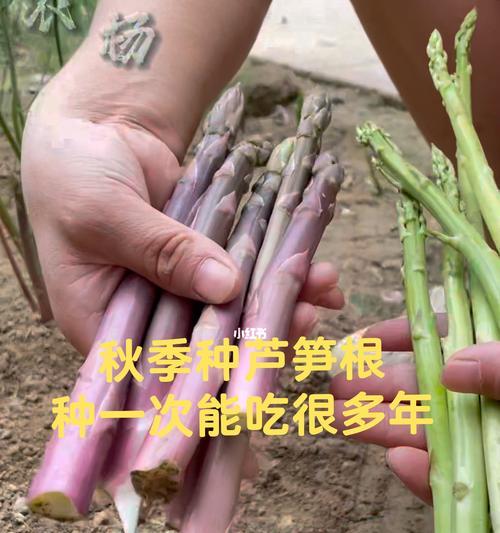 芦笋种植在花盆里可行吗？如何管理？