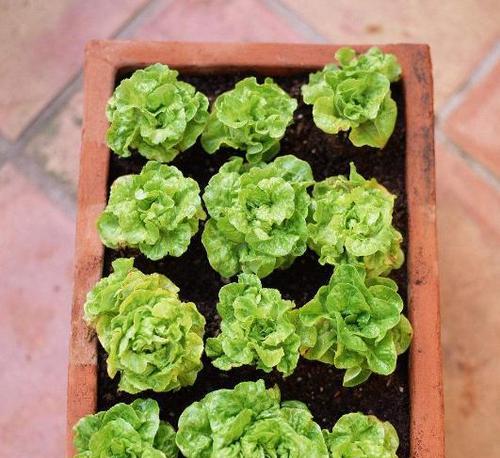 芦笋种植在花盆里可行吗？如何管理？