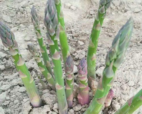 芦笋种植在花盆里可行吗？如何管理？