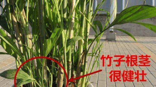 芦笋扦插繁殖方法是什么？操作中应注意哪些问题？