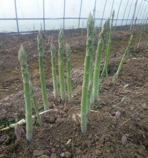 芦笋种植的最佳季节是什么时候？春季还是秋季？
