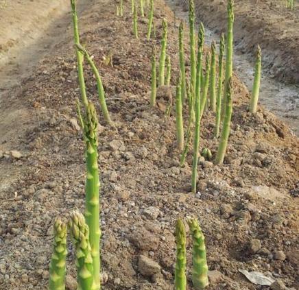 芦笋种植的最佳季节是什么时候？春季还是秋季？