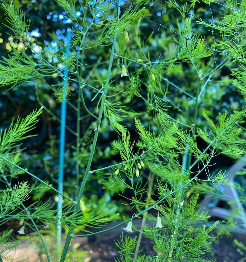 芦笋剪枝的最佳时机是什么时候？如何正确修剪芦笋？
