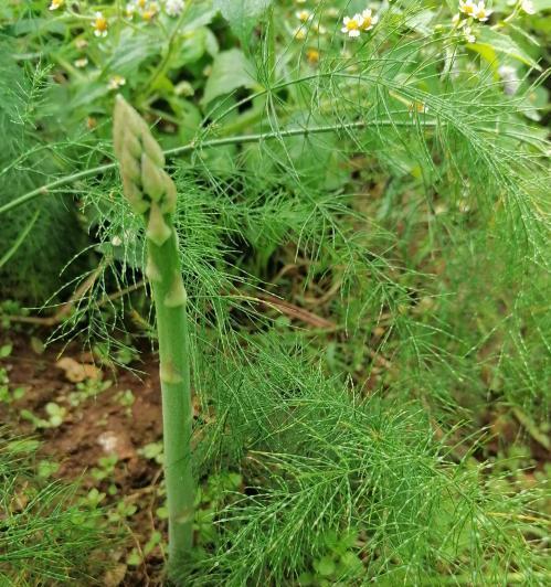 芦笋剪枝的最佳时机是什么时候？如何正确修剪芦笋？
