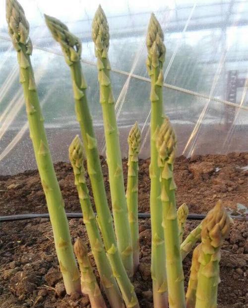 芦笋生长期需要多久？如何管理以延长生长期？