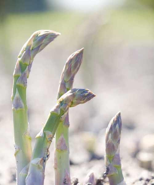 芦笋生长期需要多久？如何管理以延长生长期？
