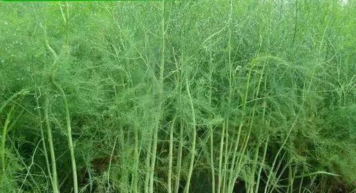 芦笋一年四季都能买到吗？哪个季节的芦笋最新鲜？