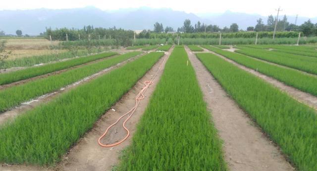 芦笋什么时候移植最合适？移栽方法有哪些？