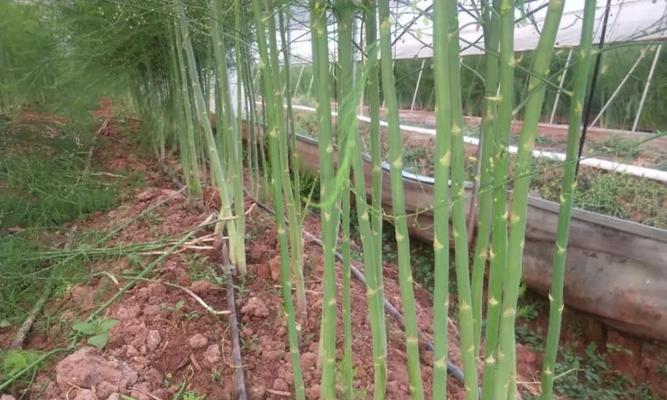 芦笋什么时候移植最合适？移栽方法有哪些？