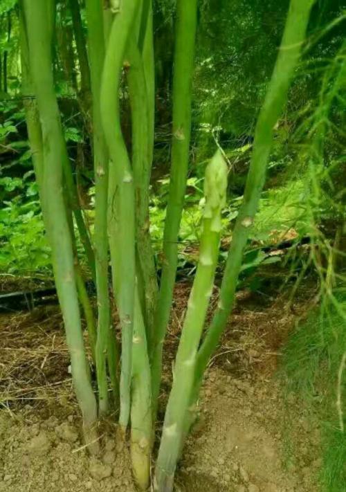 芦笋留种技巧有哪些？种子处理和种植步骤是什么？