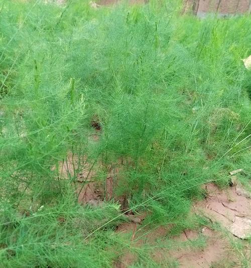 芦笋通常生长在哪些环境？如何正确种植芦笋？