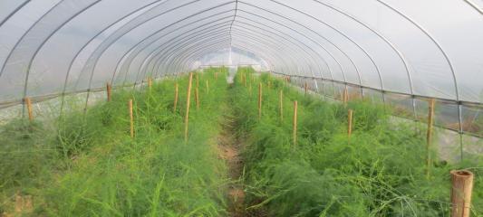 芦笋种植的最佳时间是什么时候？如何管理才能提高产量？
