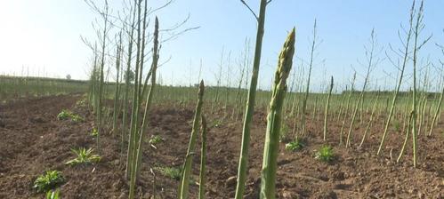 芦笋种植的最佳时间是什么时候？如何管理才能提高产量？