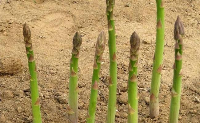 芦笋种植的最佳时间是什么时候？如何管理才能提高产量？
