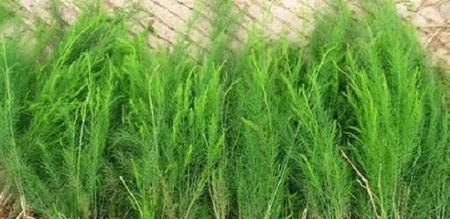 芦笋种植条件是什么？哪些地区最适合种植芦笋？