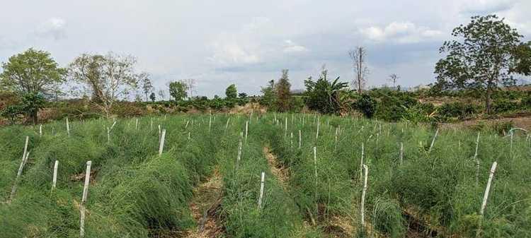 芦笋种植条件是什么？哪些地区最适合种植芦笋？