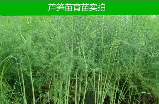 芦笋种子多久发芽？如何提高发芽率？