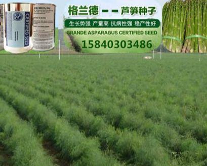 芦笋种子是怎么来的？如何正确选择和使用芦笋种子？