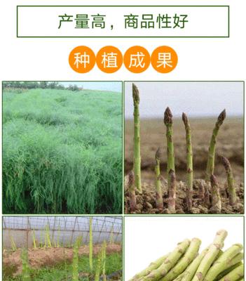 芦笋种子是怎么来的？如何正确选择和使用芦笋种子？