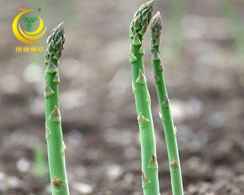 芦笋种子种植方法是什么？如何确保高成活率？