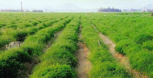 芦笋种子种植方法是什么？如何确保高成活率？