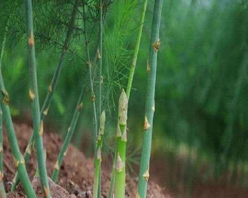 芦笋种子种植方法有哪些步骤？如何确保高产？
