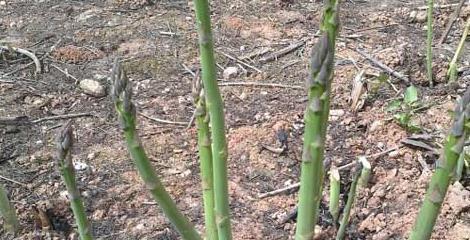 芦笋种子种植方法有哪些步骤？如何确保高产？