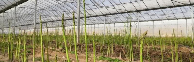 芦笋种子种植方法有哪些步骤？如何确保高产？