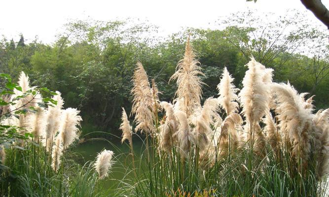 芦苇象征意义是什么？芦苇在文化中有哪些寓意？
