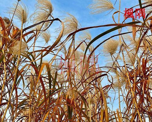 芦苇象征意义是什么？芦苇在文化中有哪些寓意？