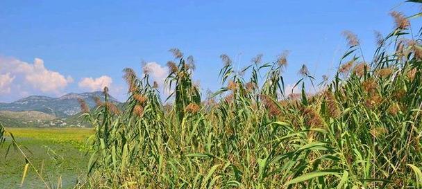 院子里种植芦苇的利弊？如何正确种植和维护？
