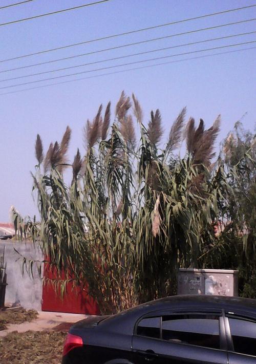 院子里种植芦苇的利弊？如何正确种植和维护？