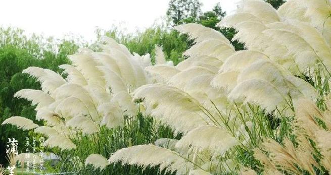 芦苇开花时间是什么时候？花色有哪些变化？