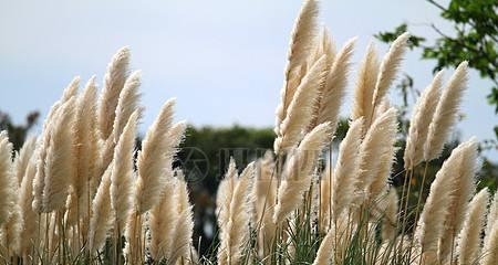 芦苇开花时间是什么时候？花色有哪些变化？