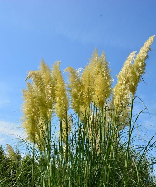 芦苇属于草本植物吗？芦苇的分类和特性是什么？