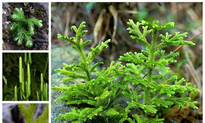 芦苇属于蕨类植物吗？芦苇的分类地位是什么？