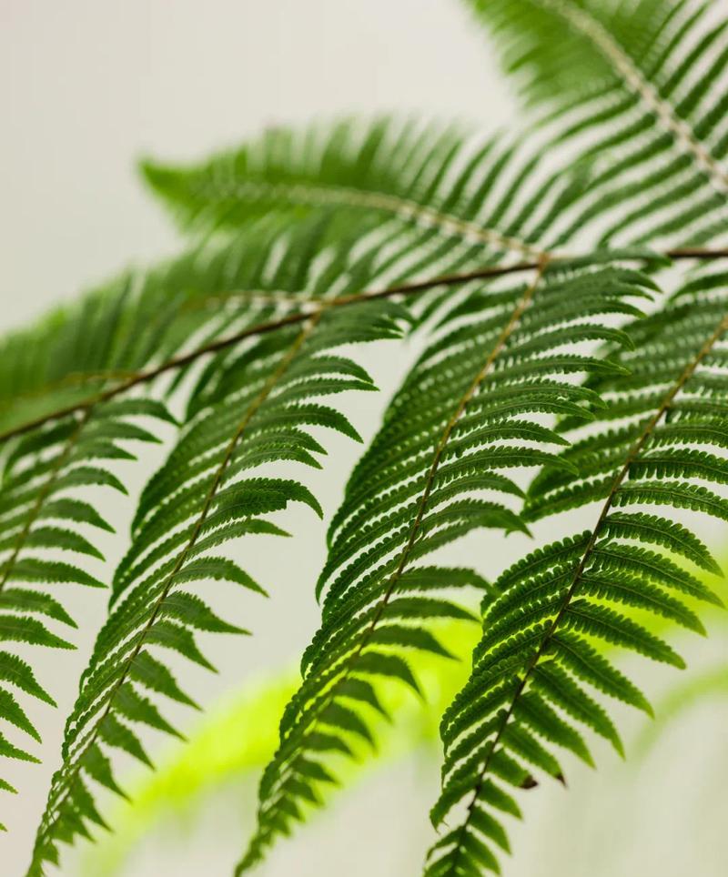 芦苇属于蕨类植物吗？芦苇的分类地位是什么？