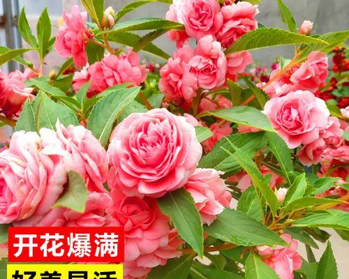 茶花嫁接月季花能活吗几年开花吗