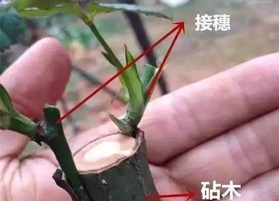 茶花嫁接月季花能活吗几年开花吗