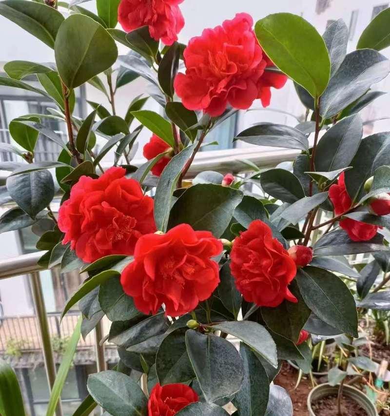 茶花可不可以嫁接月季花盆栽