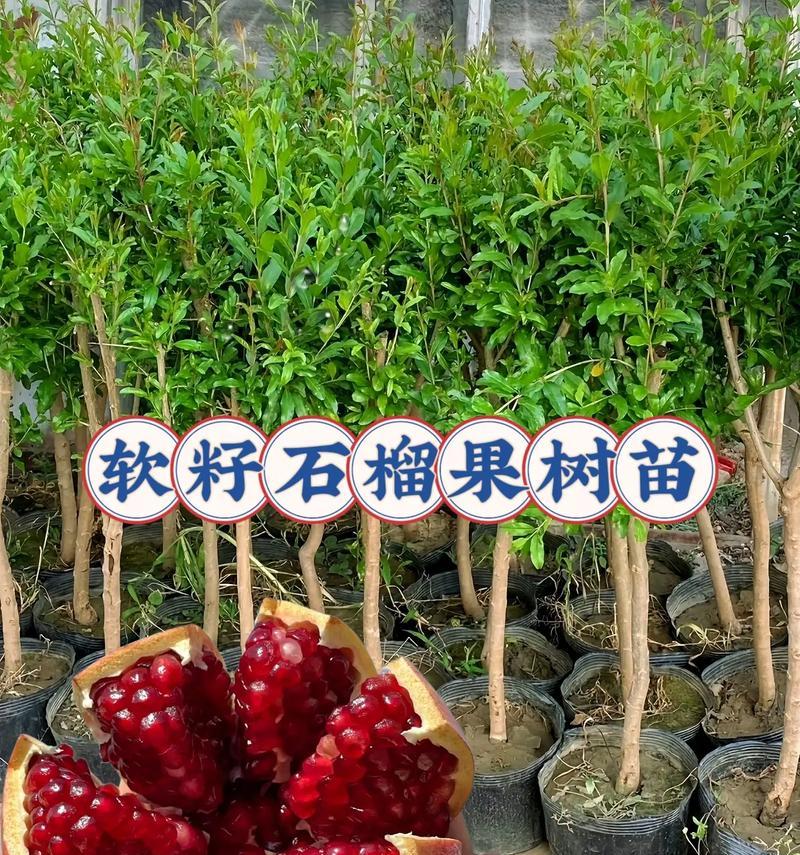 盆栽的甜石榴几年结果最好