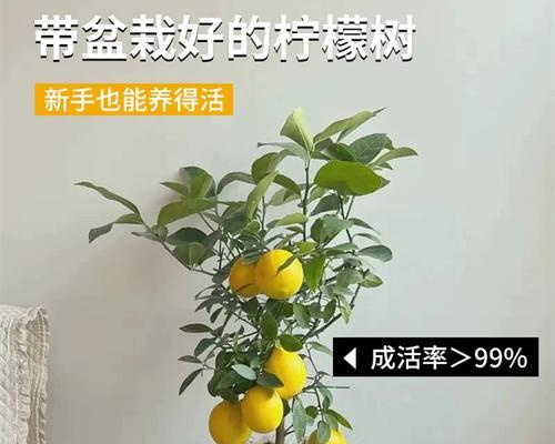 家庭小盆栽柠檬树怎么养好的方法