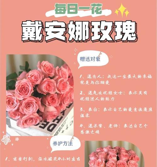 香槟玫瑰和戴安娜花束图片区别是什么