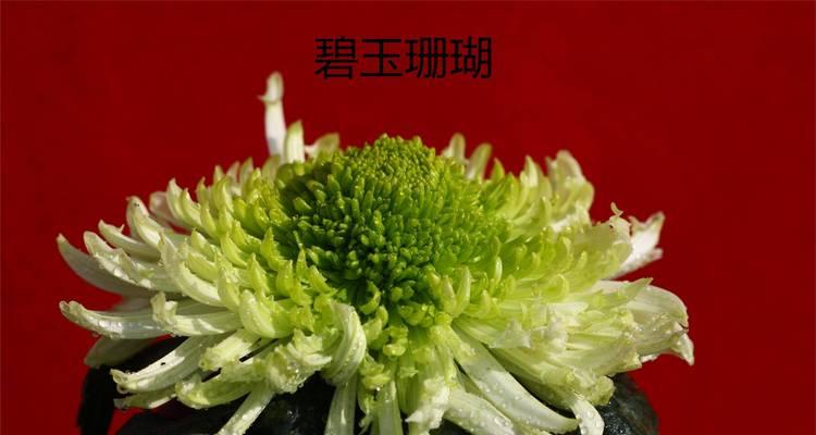 菊花泡着就变绿了还能喝吗图片