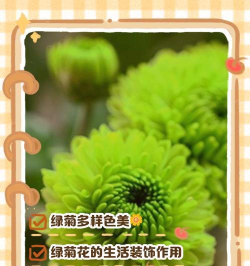 菊花泡着就变绿了还能喝吗图片