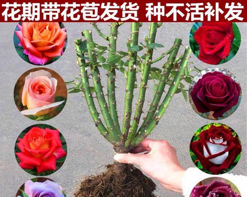 月季花盆景老桩